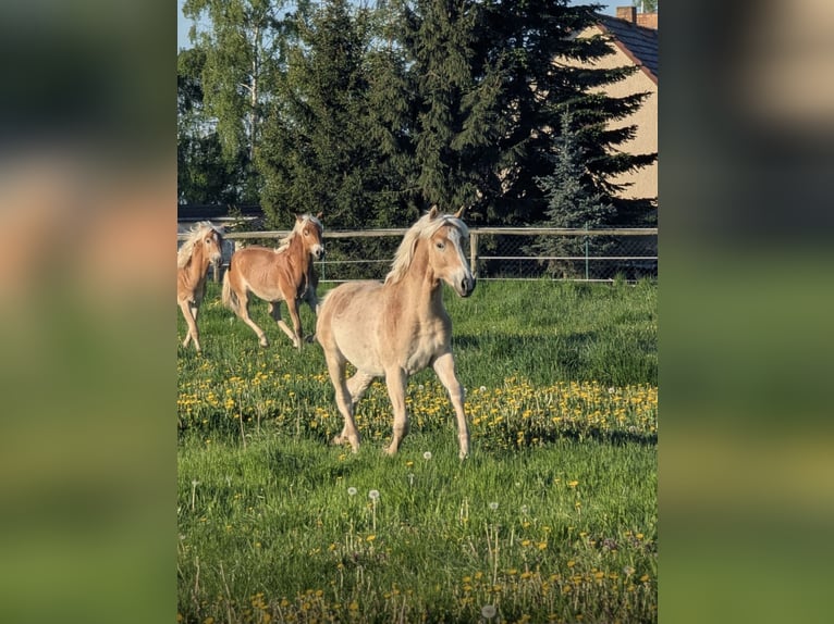 Haflinger Hengst 1 Jahr Fuchs in Brieselang