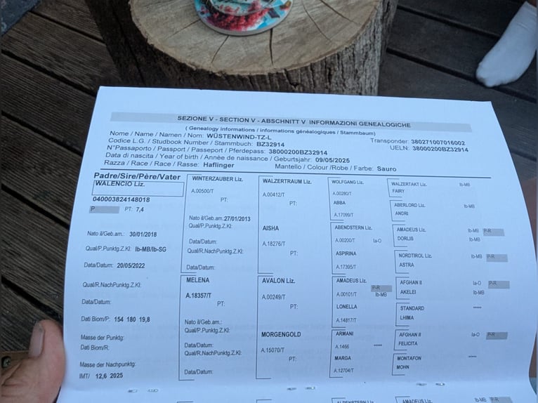 Haflinger Hengst 1 Jahr Fuchs in Brieselang