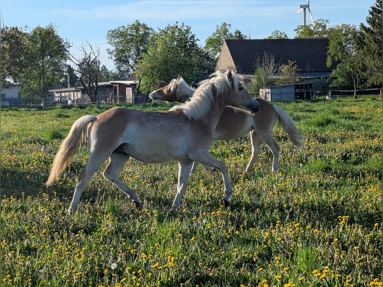 Haflinger Hengst 1 Jahr Fuchs in Brieselang