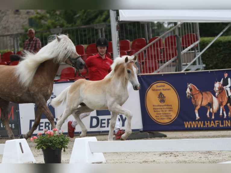 Haflinger Hengst 1 Jahr Fuchs in Schmallenberg