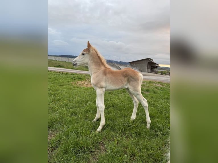 Haflinger Hengst 1 Jahr Fuchs in Schmallenberg