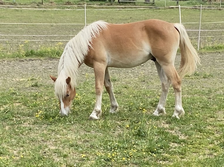 Haflinger Hengst 1 Jahr Fuchs in Trofaiach