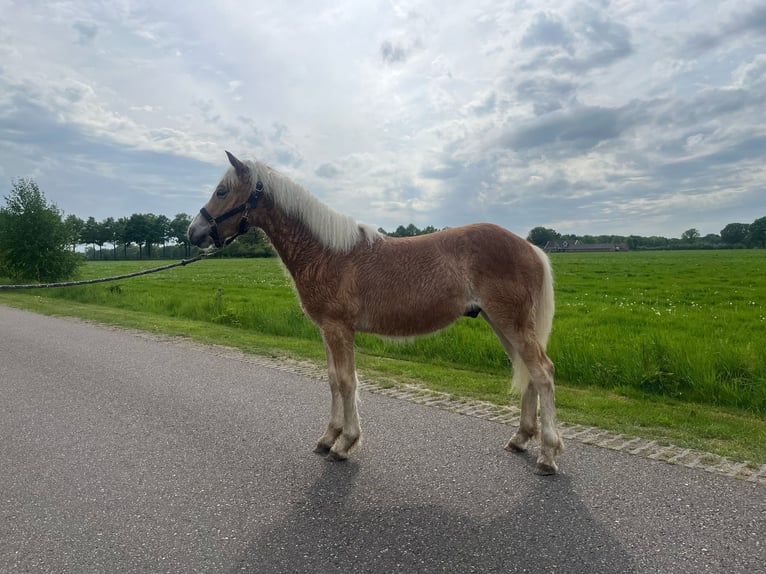 Haflinger Hengst 1 Jahr Fuchs in Vragender