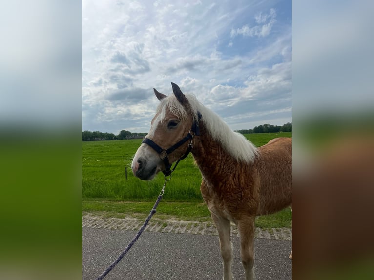 Haflinger Hengst 1 Jahr Fuchs in Vragender