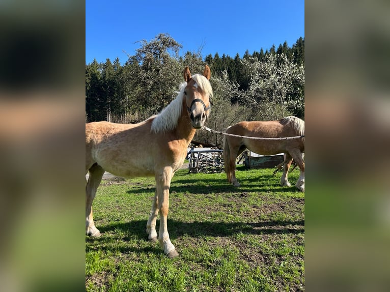 Haflinger Hengst 1 Jahr Fuchs in Goldegg