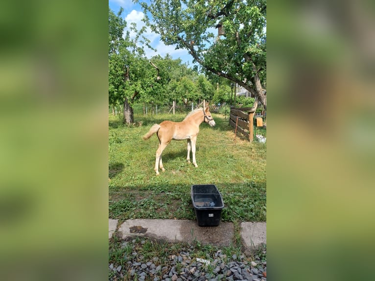Haflinger Hengst 1 Jahr Fuchs in Neustadt an der Orla