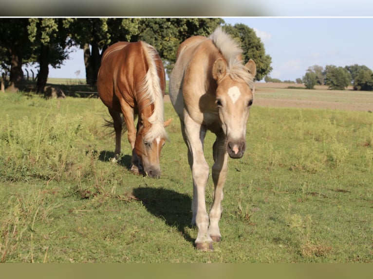 Haflinger Hengst 1 Jahr Fuchs in Gnewikow
