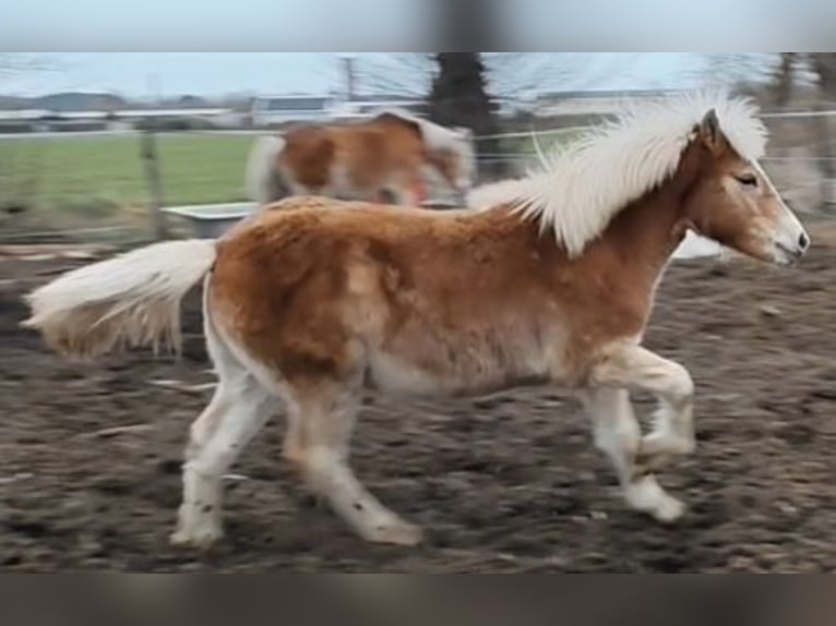 Haflinger Hengst 1 Jahr Fuchs in Klötze
