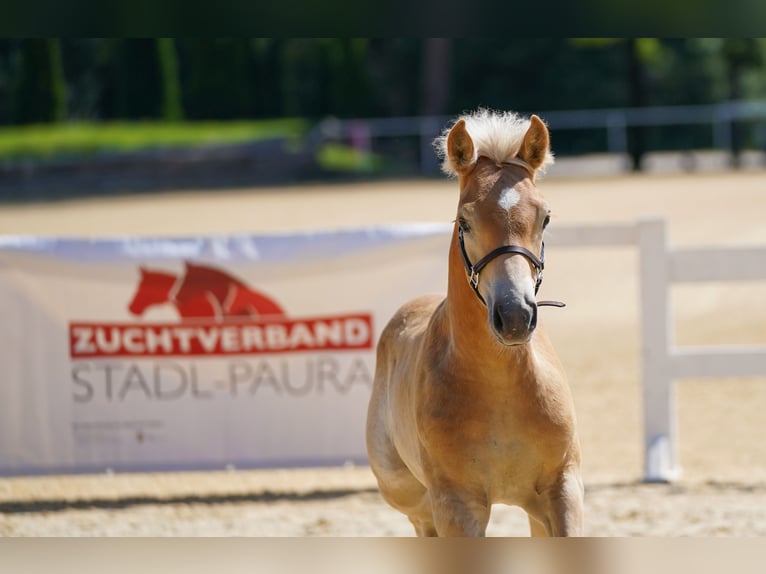 Haflinger Hengst 1 Jahr Fuchs in St. Aegidi