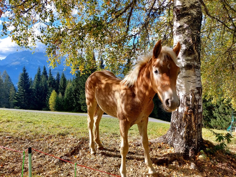 Haflinger Hengst 1 Jahr Fuchs in Bischofshofen