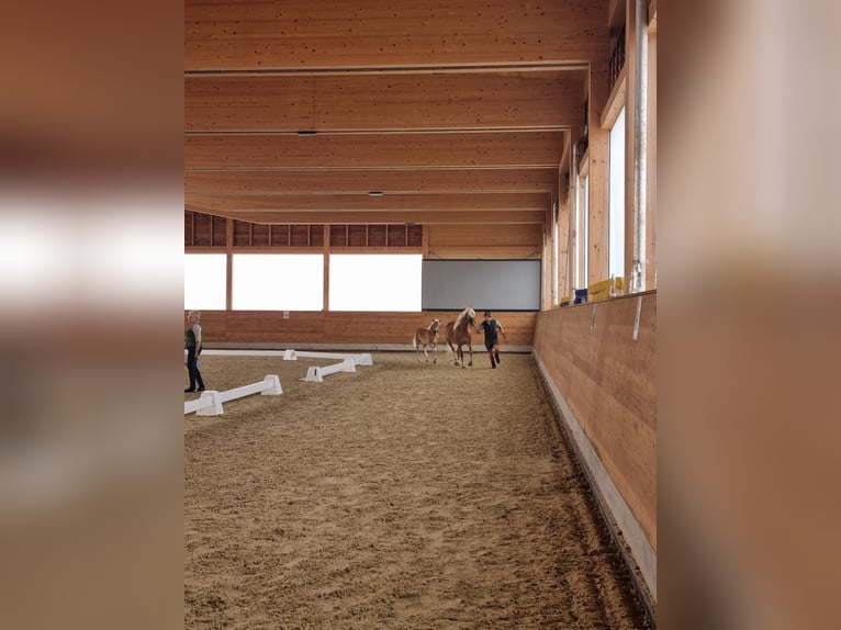 Haflinger Hengst 1 Jahr Fuchs in Bischofshofen