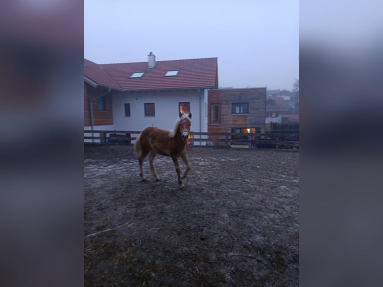 Haflinger Hengst 1 Jahr Hellbrauner in Kraftisried