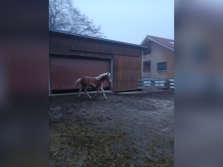 Haflinger Hengst 1 Jahr Hellbrauner in Kraftisried