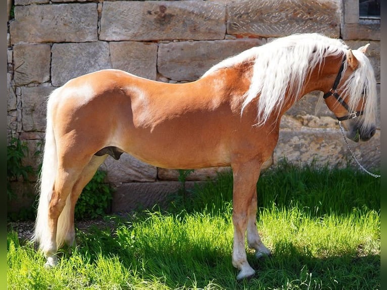 Haflinger Hengst 20 Jaar 149 cm in Königsberg in Bayern