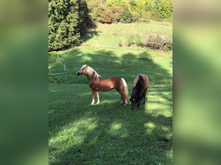 Haflinger Hengst 20 Jaar 149 cm in Königsberg in Bayern
