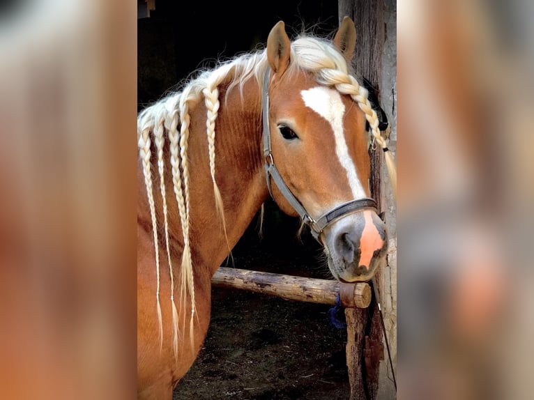 Haflinger Hengst 20 Jaar 149 cm in Königsberg in Bayern