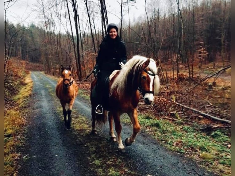Haflinger Hengst 20 Jaar 149 cm in Königsberg in Bayern