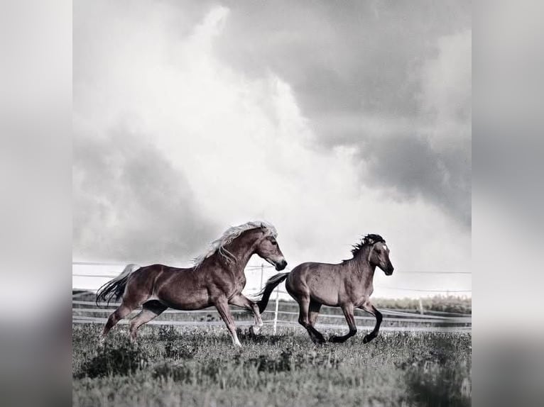 Haflinger Hengst 20 Jahre 149 cm in Königsberg in Bayern