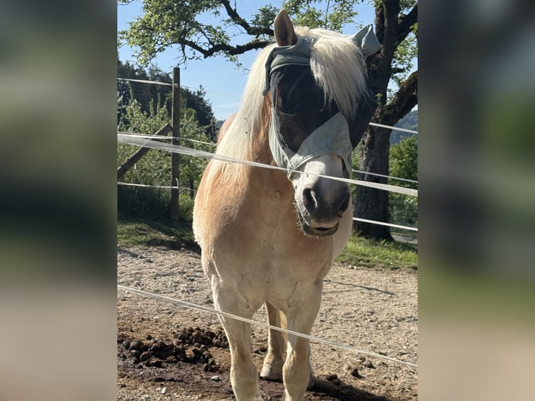 Haflinger Hengst 20 Jahre  in Stockach Seelfingen