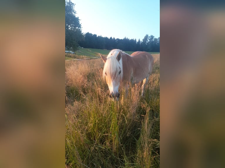 Haflinger Hengst 20 Jahre  in Stockach Seelfingen