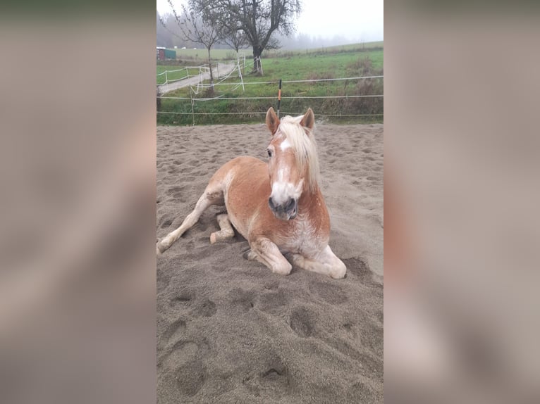 Haflinger Hengst 20 Jahre  in Stockach Seelfingen