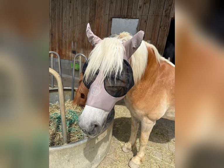 Haflinger Hengst 20 Jahre  in Stockach Seelfingen