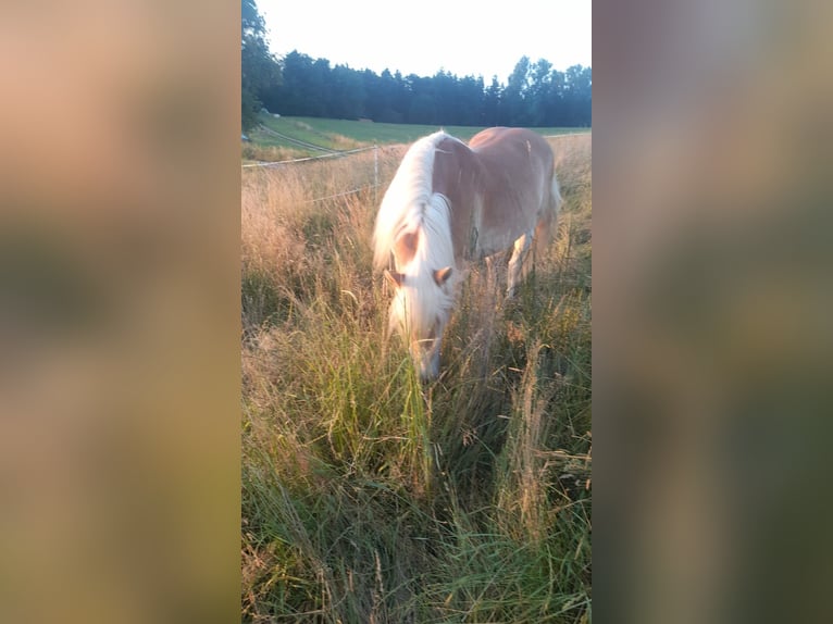 Haflinger Hengst 20 Jahre  in Stockach Seelfingen