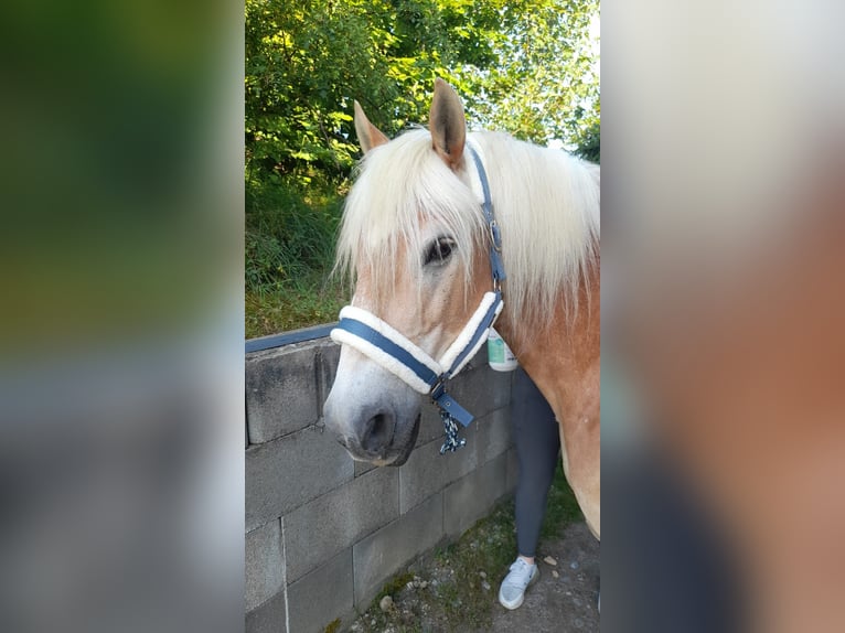 Haflinger Hengst 20 Jahre  in Stockach Seelfingen