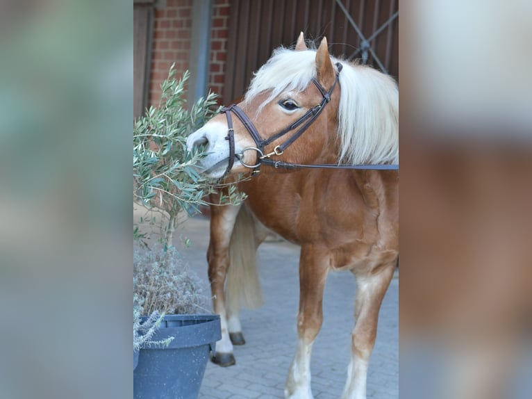 Haflinger Hengst 22 Jahre 140 cm Palomino in Geilenkirchen