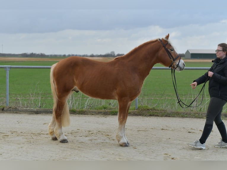 Haflinger Hengst 22 Jahre 140 cm Palomino in Geilenkirchen