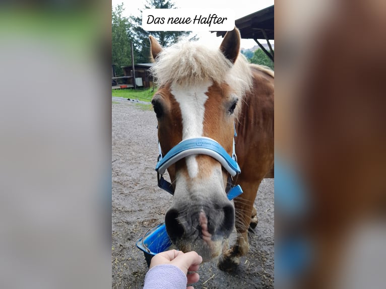 Haflinger Hengst 23 Jaar 148 cm Bruin in Drosendo