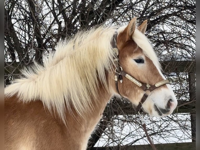 Haflinger Hengst 2 Jaar 140 cm Palomino in Barneveld