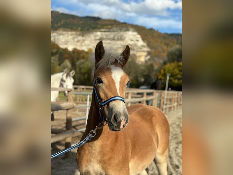 Haflinger Hengst 2 Jaar 140 cm Vos in Gummern