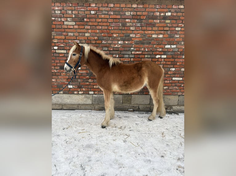 Haflinger Hengst 2 Jaar 140 cm Vos in Helmstedt