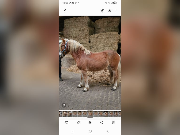 Haflinger Hengst 2 Jaar 144 cm Vos in Wolfstein