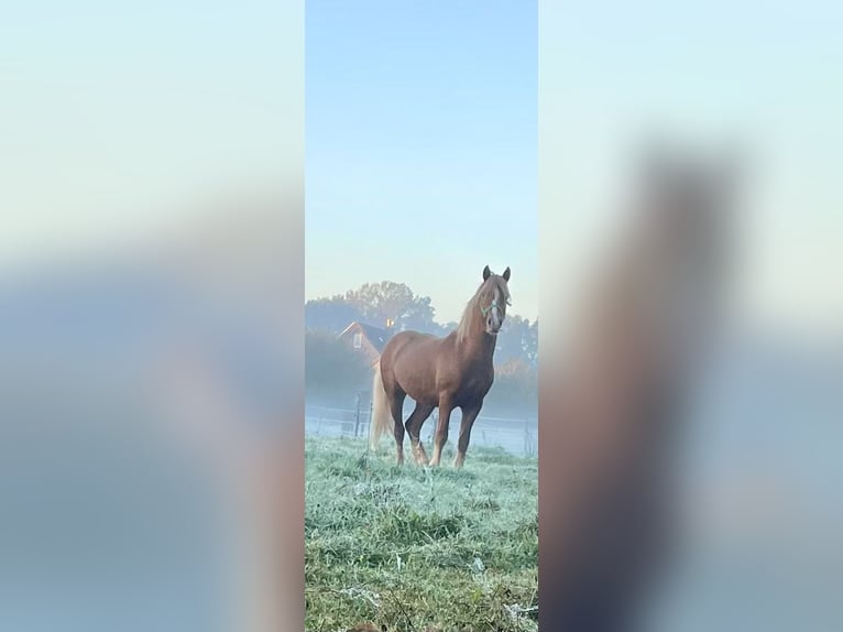 Haflinger Mix Hengst 2 Jaar 144 cm Vos in GrevenGreven