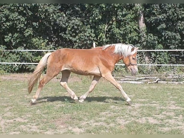 Haflinger Hengst 2 Jaar 146 cm Donkere-vos in Wellerlooi