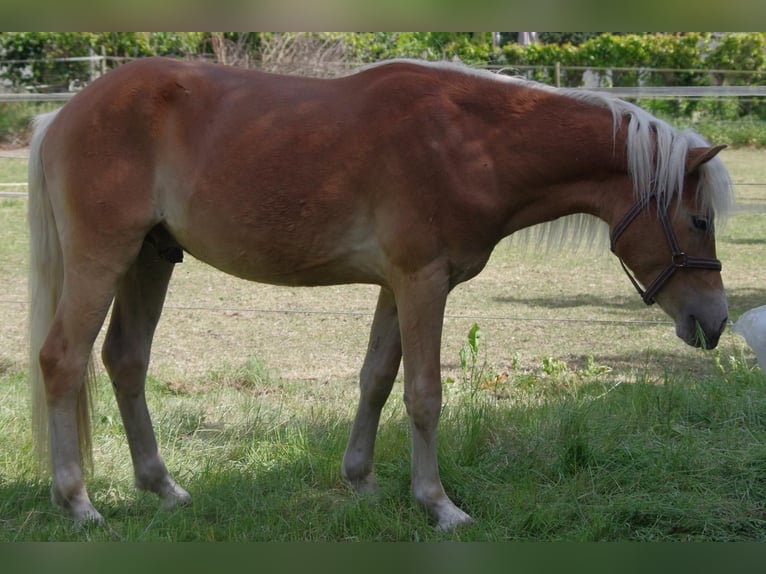 Haflinger Hengst 2 Jaar 146 cm Donkere-vos in Wellerlooi