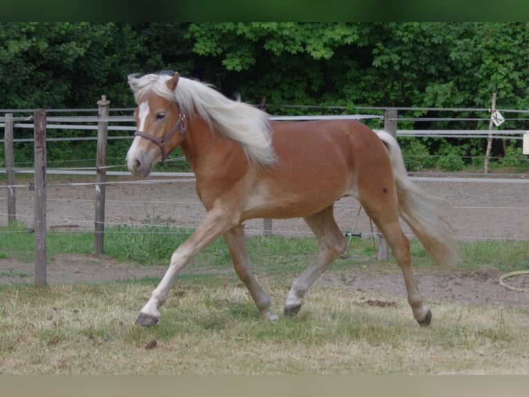 Haflinger Hengst 2 Jaar 146 cm Donkere-vos in Wellerlooi