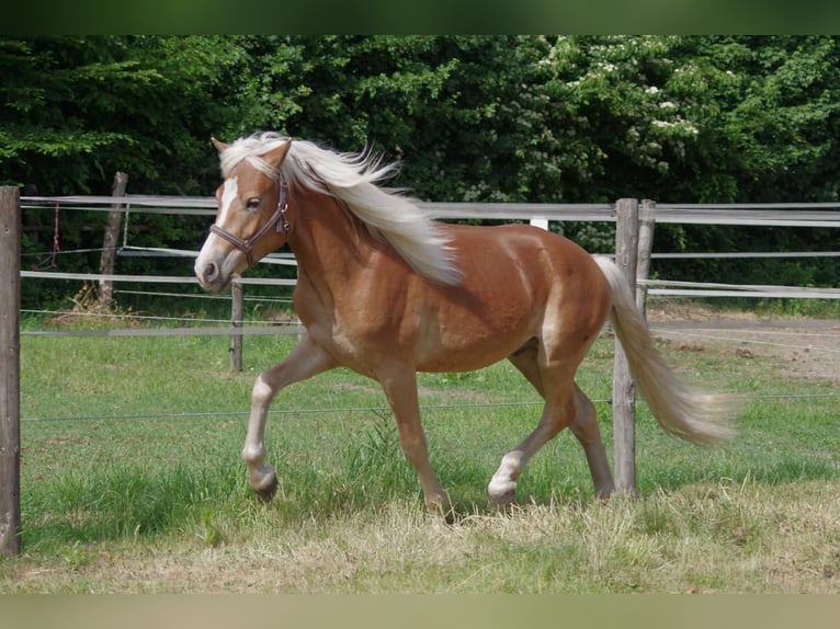 Haflinger Hengst 2 Jaar 146 cm Donkere-vos in Wellerlooi