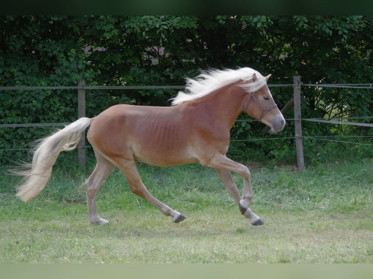 Haflinger Hengst 2 Jaar 146 cm Donkere-vos in Wellerlooi
