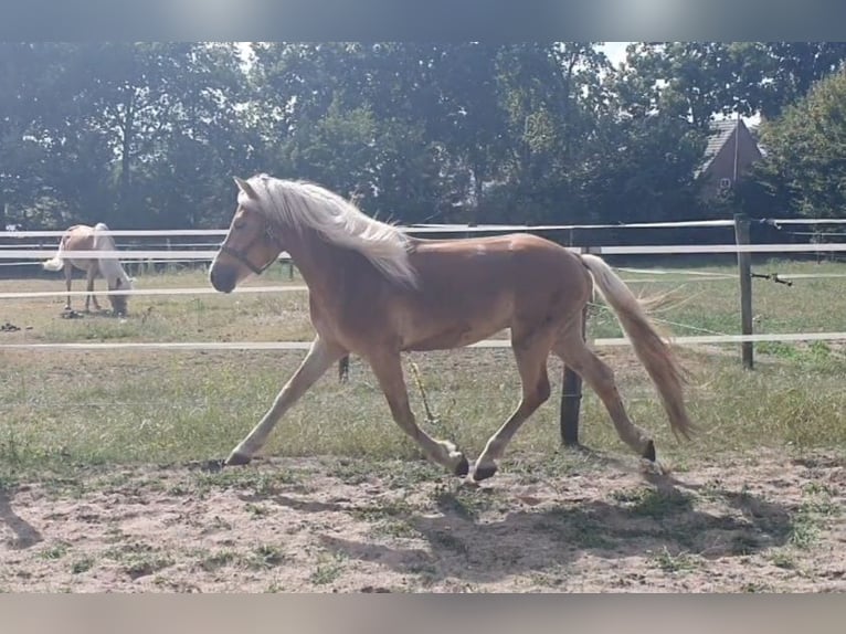 Haflinger Hengst 2 Jaar 146 cm Donkere-vos in Wellerlooi