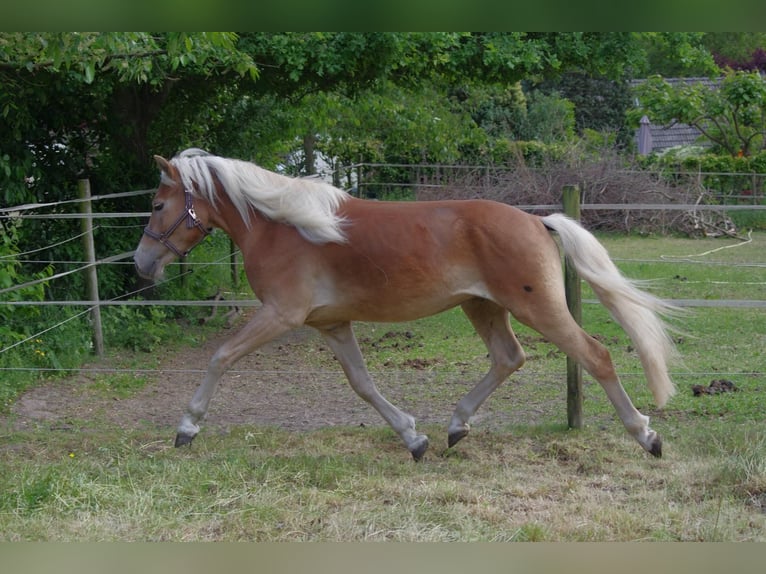 Haflinger Hengst 2 Jaar 146 cm Donkere-vos in Wellerlooi