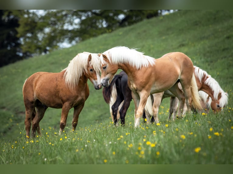 Haflinger Hengst 2 Jaar 148 cm in Imst