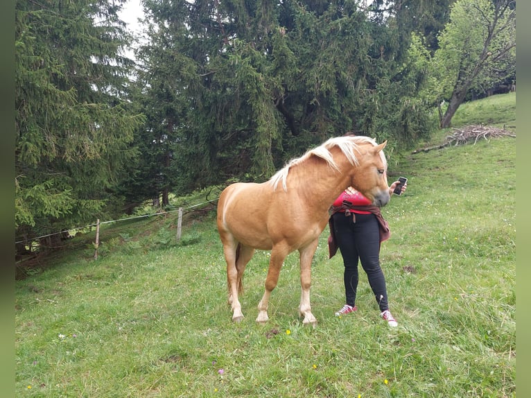 Haflinger Hengst 2 Jaar 148 cm in Imst