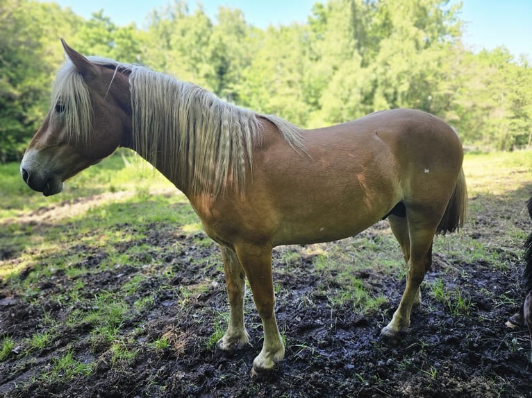 Haflinger Hengst 2 Jaar 148 cm Vos in Helsa