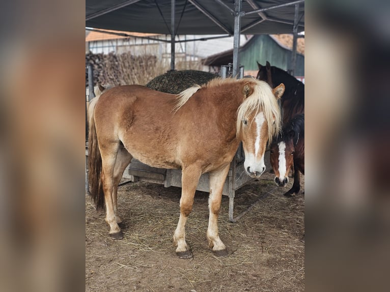 Haflinger Hengst 2 Jaar 148 cm Vos in Helsa