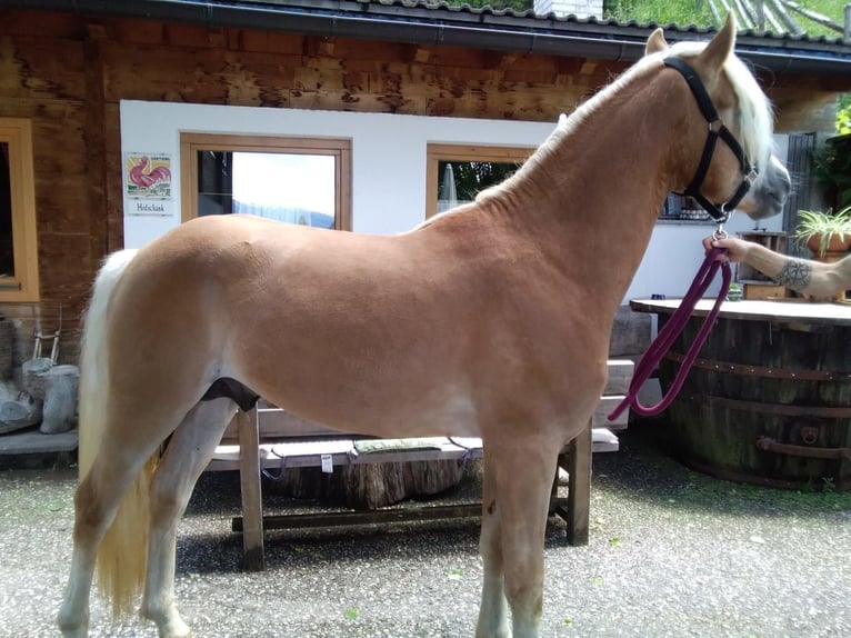 Haflinger Hengst 2 Jaar 148 cm Vos in Bozen/Südtirol