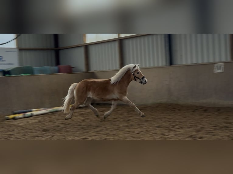 Haflinger Hengst 2 Jaar 148 cm Vos in Cappel