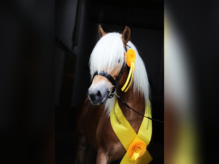 Haflinger Hengst 2 Jaar 149 cm Vos in Meinersen